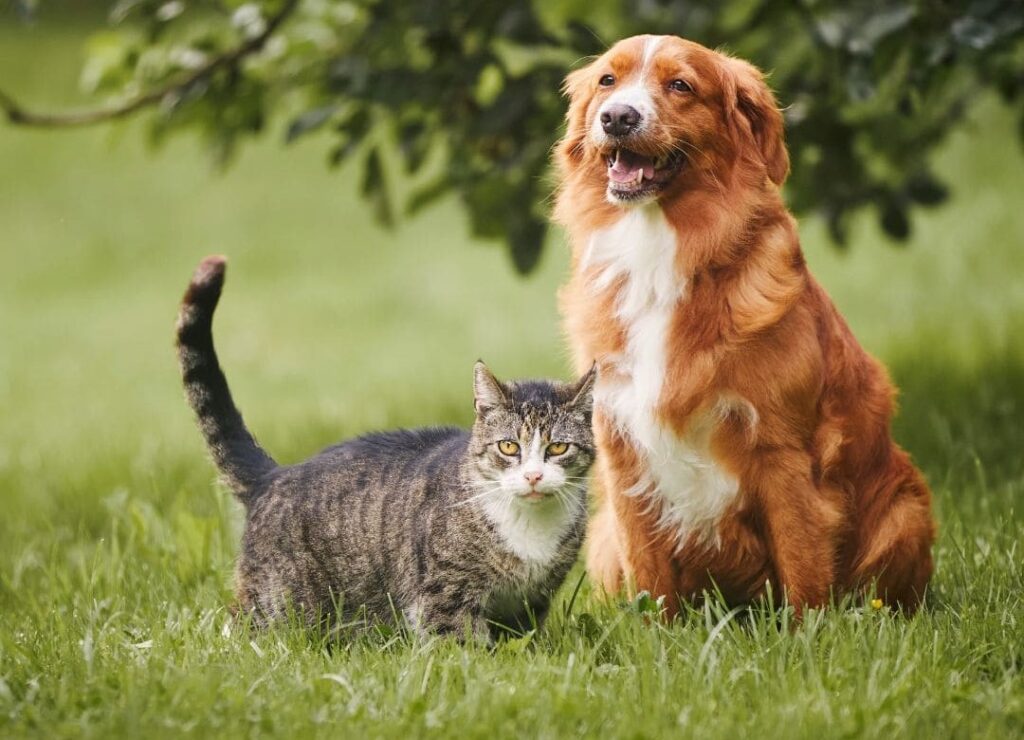 As Doenças Mais Comuns em Cães: Proteja a Saúde do seu Melhor Amigo