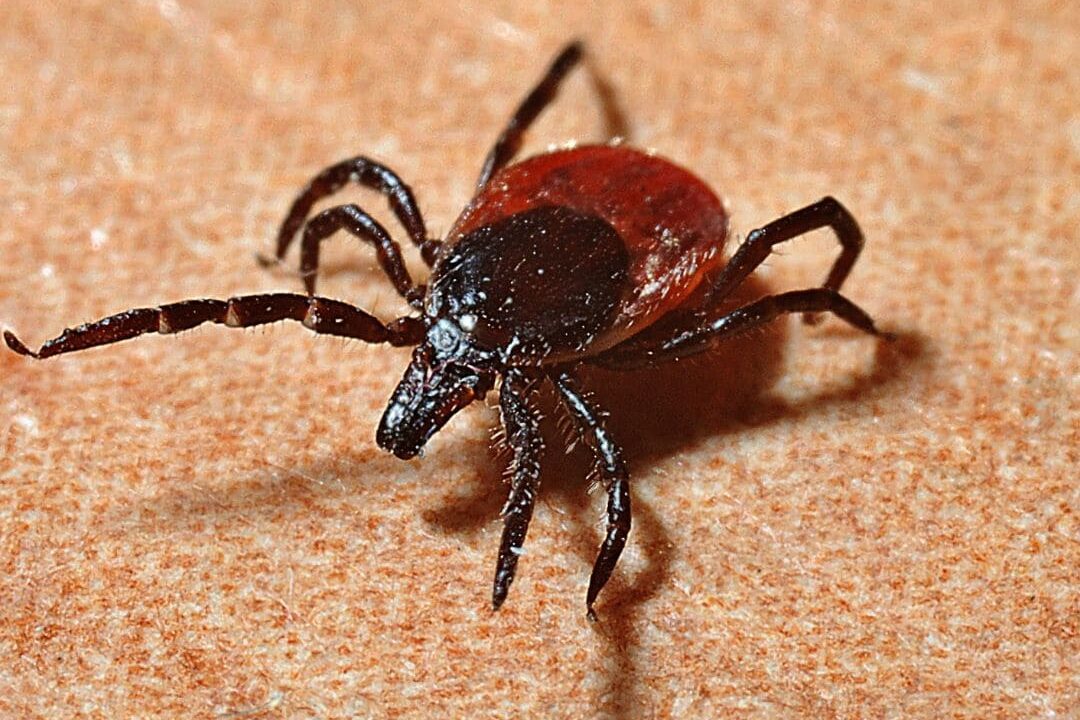 Pulgas e Carrapatos em cães e gatos como Proteger