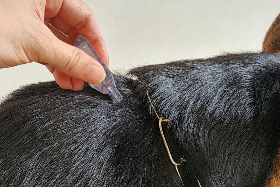 Pulgas e Carrapatos em cães e gatos como Proteger